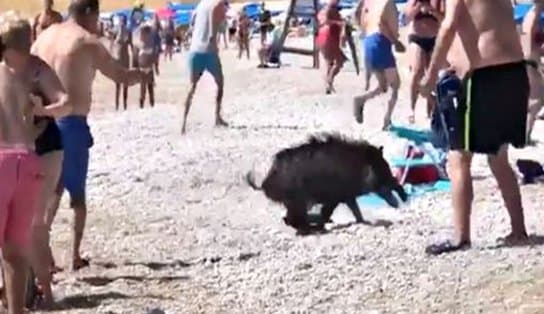 Imagem de Mulher é atacada por javali em praia da Espanha; animal saiu do mar e partiu para o combate