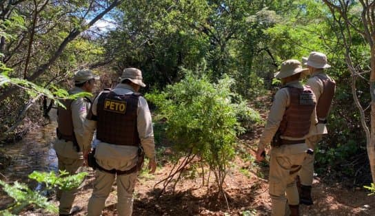 Imagem de Na operação "Terra Limpa", quatro mil pés de maconha são arrancados e queimados no interior