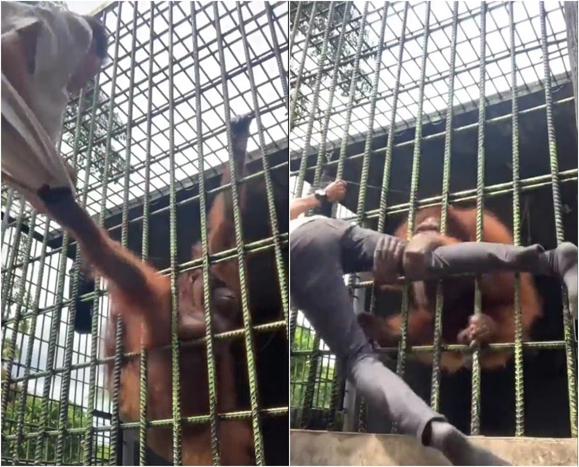 Durante passeio no zoo, visitante é agarrado por orangotango e resgate dá trabalho