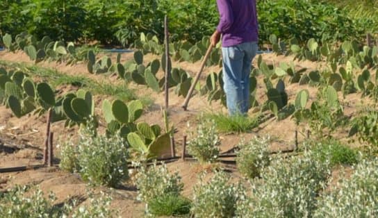 Imagem de Reforma Agrária: Incra destina fazendas improdutivas no interior da Bahia para trabalhadores rurais