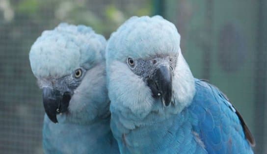 Imagem de É hoje! Ararinhas-azuis são soltas em habitat natural, na Bahia, 20 anos depois de extinção