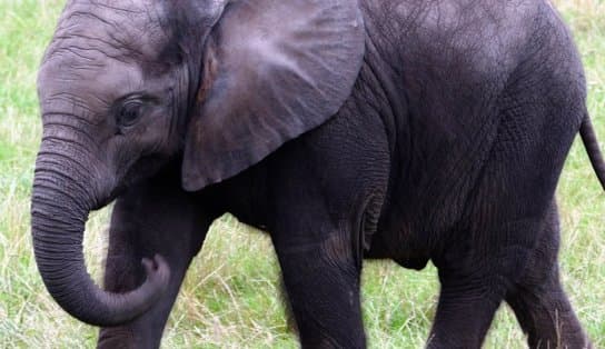 Imagem de "Memória de elefante": animal mata idosa de 70 anos e aparece durante funeral para pisoteá-la novamente 