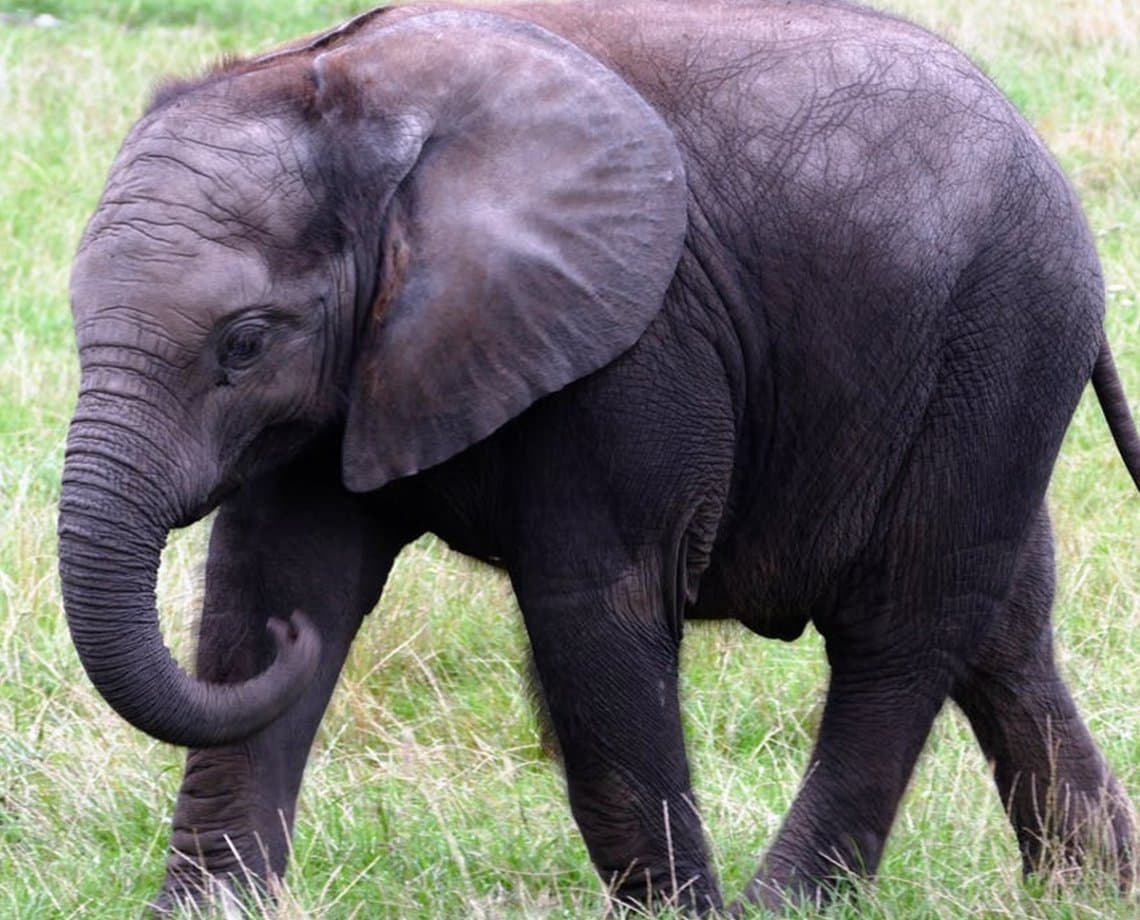 "Memória de elefante": animal mata idosa de 70 anos e aparece durante funeral para pisoteá-la novamente 