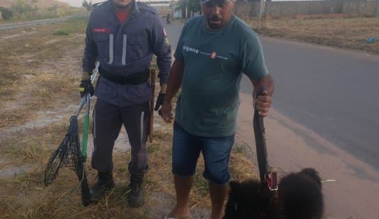 Imagem de Cão é resgatado após três dias preso em bueiro no oeste da Bahia; animal não teve grave ferimentos