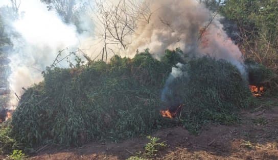 Imagem de Plantação com 90 mil pés de maconha é encontrada às margens do Rio São Francisco 