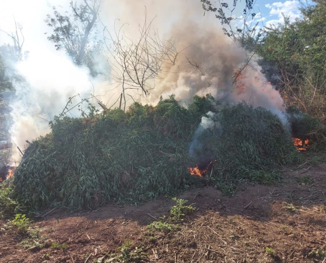 Plantação com 90 mil pés de maconha é encontrada às margens do Rio São Francisco 