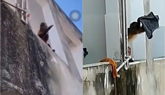 Imagem de Macaquinho viraliza nas redes sociais após ser gravado amolando faca e batendo roupa; "verdadeira bagunça"