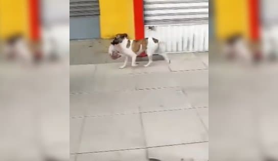 Imagem de Cachorro rouba carne de cliente em açougue de Salvador, sai correndo e vídeo viraliza; assista 