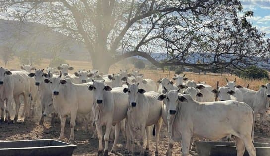 Imagem de Bem-estar animal é o segredo para uma carne de qualidade