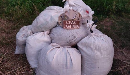 Imagem de Maconha avaliada em R$ 150 mil é apreendida no interior da Bahia; suspeitos escaparam