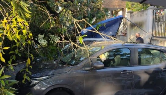 Imagem de Árvore cai e danifica sete carros no bairro do Imbuí; Transalvador diz que trânsito não foi afetado