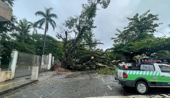 Imagem de "Por pouco, não aconteceu uma tragédia", diz morador após árvore cair no Imbuí; obra da Embasa pode ter provocado incidente 