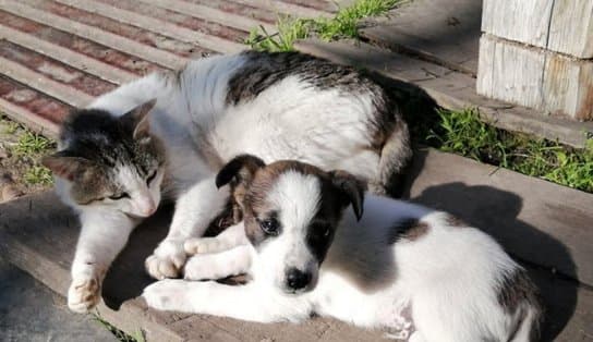 Imagem de Que tal um 'aumigo'? Mercado São Miguel recebe ação de adoção e castração de cães e gatos neste sábado 