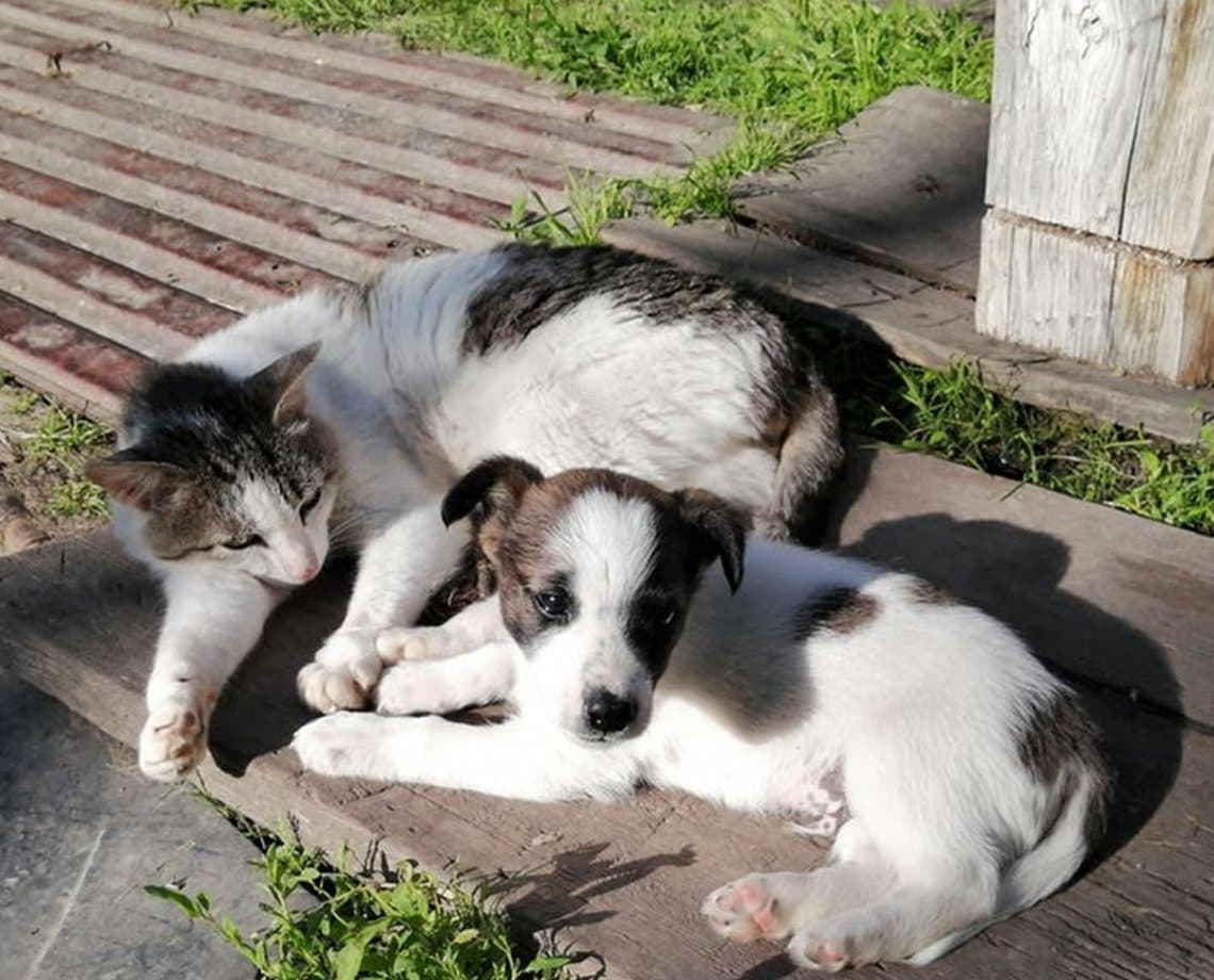 Que tal um 'aumigo'? Mercado São Miguel recebe ação de adoção e castração de cães e gatos neste sábado 