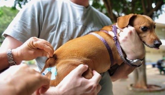 Imagem de Vacina que protege os doguinhos contra 10 doenças é aplicada gratuitamente em Salvador