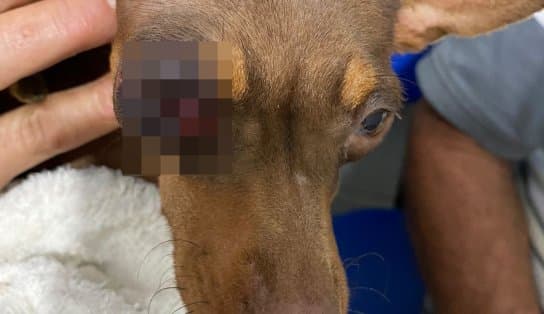 Imagem de Homem é preso após socar olho de pinscher na Bahia; suspeito alegou que foi atacado primeiro  