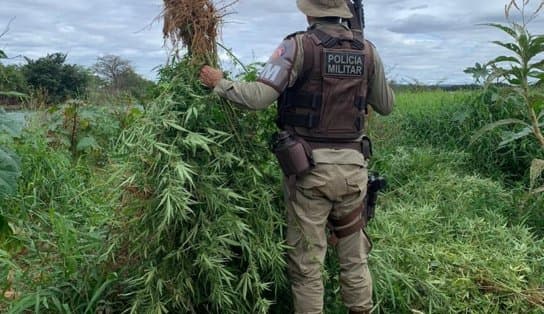 Imagem de Quase 23 mil pés de maconha são erradicados no Norte da Bahia; total no ano se aproxima dos 730 mil 