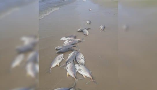 Imagem de VÍDEO: diversos peixes mortos são encontrados na braia de Cabuçu, na Bahia; moradores falam em pesca com bomba