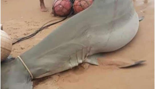 Imagem de Susto! Tubarão-martelo de 2 metros é encontrado em praia do Litoral Norte da Bahia; veja vídeo 