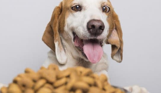 Imagem de Projeto arrecada ração, medicamentos e itens para cães e gatos; saiba como ajudar