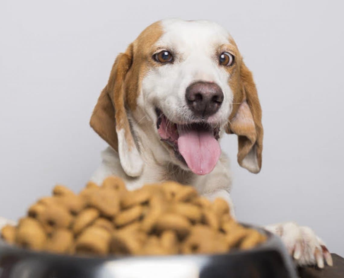 Projeto arrecada ração, medicamentos e itens para cães e gatos; saiba como ajudar