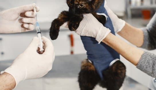 Imagem de Campanha de vacinação antirrábica em Salvador começa nesta segunda; saiba como imunizar seu bichinho