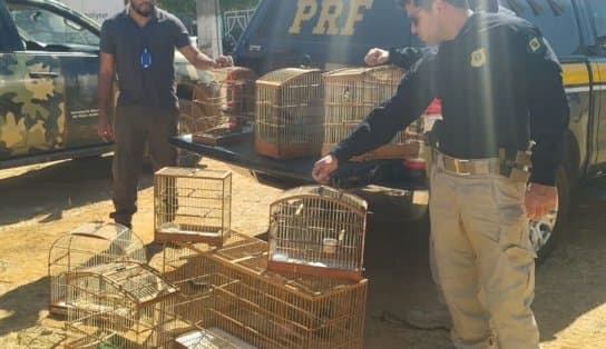 Imagem de Aves que estavam "à beira da estrada" são soltas pela PRF no interior da Bahia  