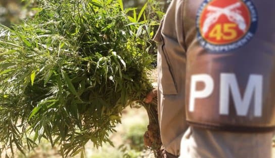 Imagem de Mais de 28 mil pés de maconha são encontrados no interior do estado; plantação contava com sistema de irrigação