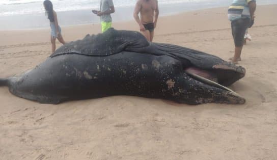 Imagem de Baleia Jubarte filhote é encontrada morta na praia de Ipitanga, em Lauro de Freitas