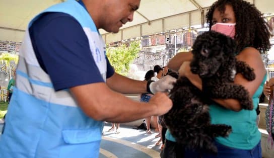 Imagem de Vacinação antirrábica terá sistema drive-thru neste fim de semana; veja detalhes da campanha