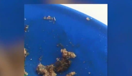 Imagem de Estudante passa mal após merenda dentro de colégio estadual em Salvador; escola já teve larvas e baratas em comida 