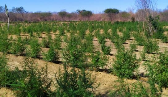 Imagem de Mais de 30 mil pés de maconha são destruídos no município de Muquém do São Francisco; dois suspeitos seguem foragidos 