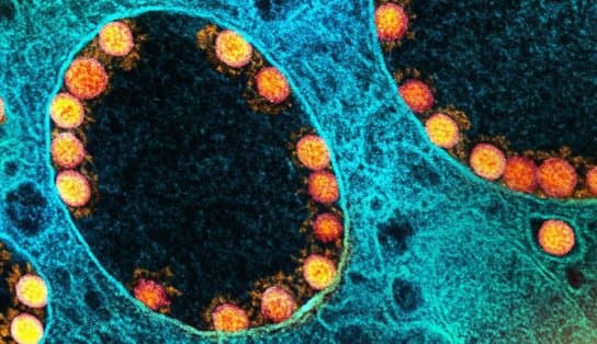 Imagem de Pesquisa preliminar aponta que vitamina B12 pode atenuar Covid-19; novos estudos ainda devem ser feitos