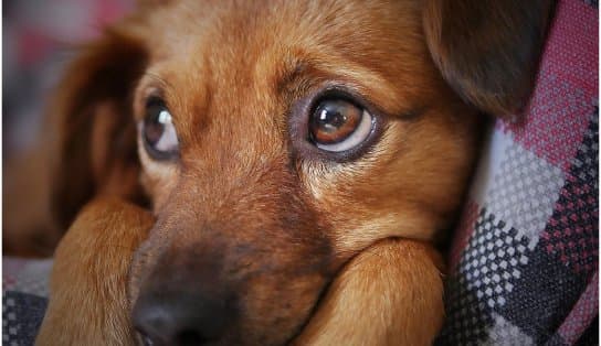 Imagem de Cachorros de estimação na Coreia do Norte virarão carnes em restaurantes ou atrações de zoológico, ordena ditador  