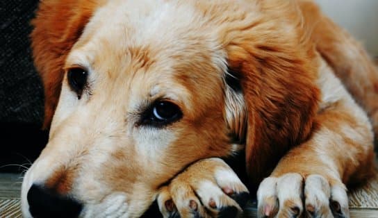 Imagem de Cachorro filhote é diagnosticado com varíola dos macacos em Minas Gerais; animal contraiu o vírus do tutor