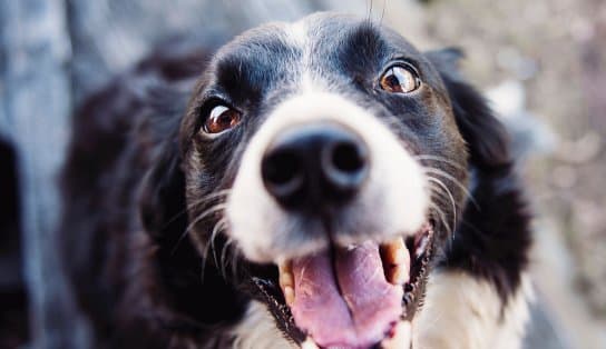 Imagem de Campanha de Vacinação Antirrábica para cães e gatos continua em Lauro de Freitas neste final de semana; confira os locais