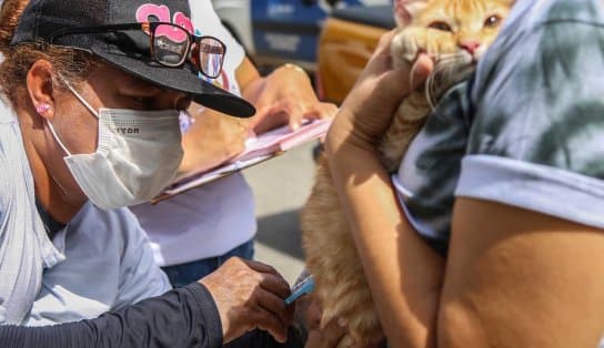 Imagem de Vacinação antirrábica para cães e gatos segue neste fim de semana em Salvador; veja locais