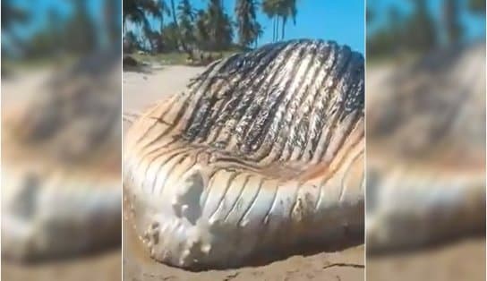 Imagem de Baleia de 12 metros encalha na Ilha de Itaparica e moradores reclamam do mau cheiro; veja vídeo 