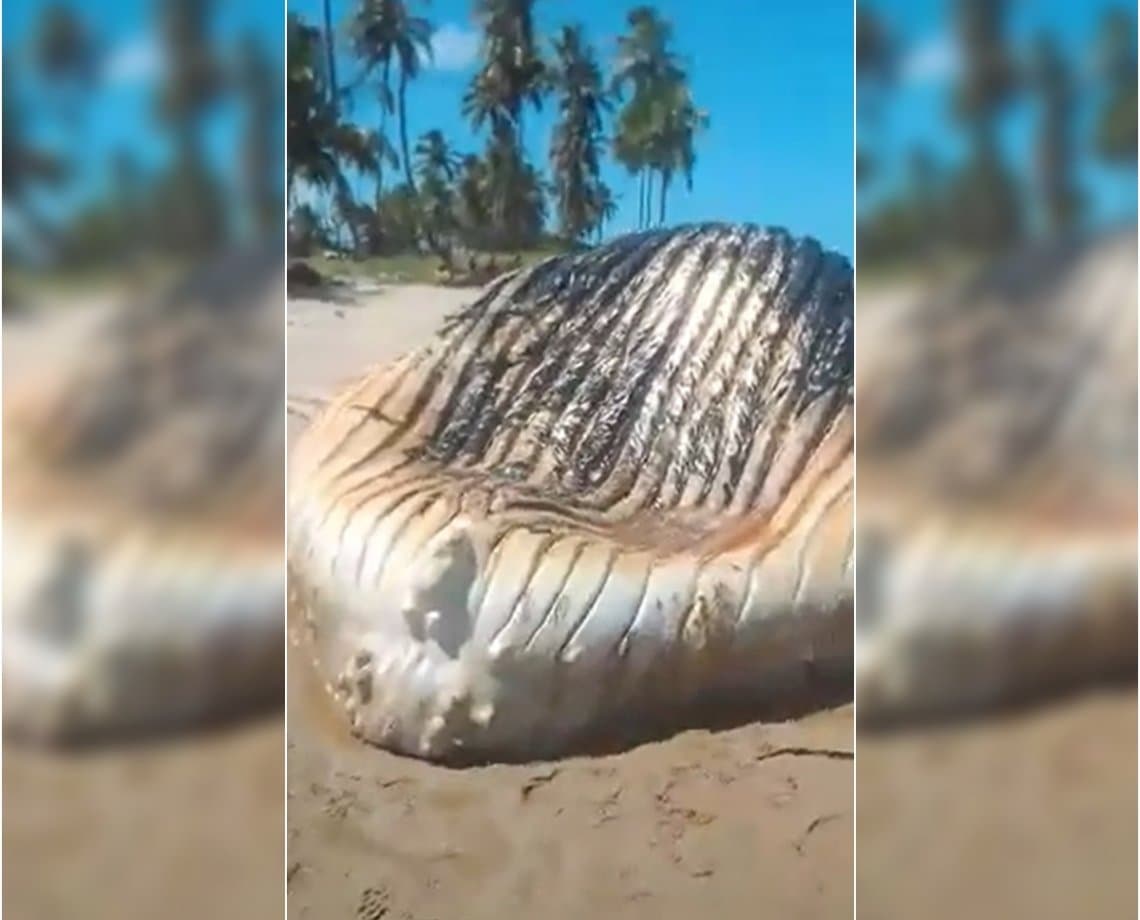 Baleia de 12 metros encalha na Ilha de Itaparica e moradores reclamam do mau cheiro; veja vídeo 