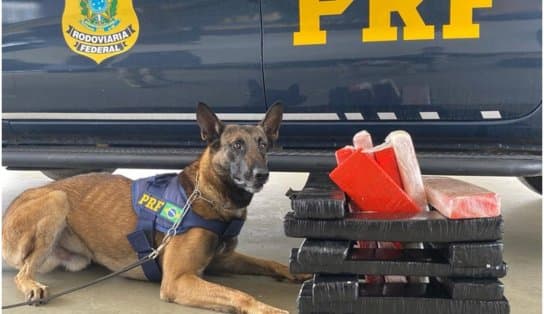 Imagem de Com auxílio de cães, PRF apreende quase  27 kg de maconha em Vitória da Conquista 