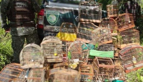 Imagem de Armas utlizadas para caça ilegal de aves são apreendidas e pássaros são soltos no Sul da Bahia