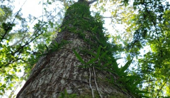 Imagem de Iniciativa popular cria Projeto de Lei em defesa da Amazônia; saiba mais