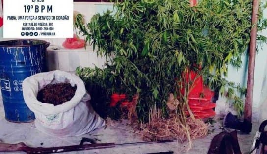 Imagem de Um homem acaba preso e plantação com 1.500 mil pés de maconha é erradicada na Bahia; drogas estavam prontas para venda 