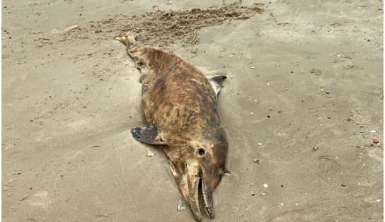 Imagem de Banhistas encontram golfinho morto em praia de Salvador; animal estava em decomposição 