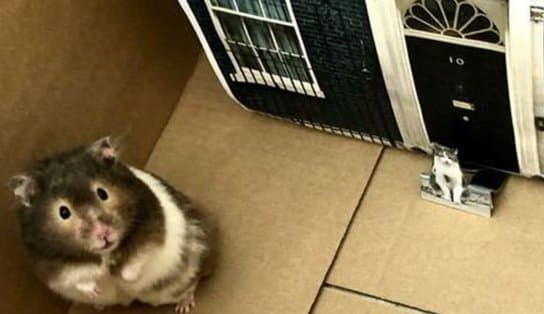 Imagem de Família gasta cerca de R$ 21 mil para levar cinzas de hamster para o Havaí