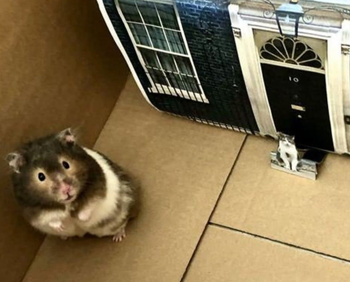 Família gasta cerca de R$ 21 mil para levar cinzas de hamster para o Havaí