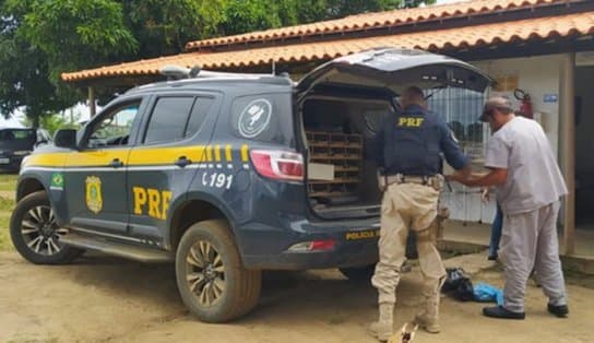 Imagem de Aglomeradas em porta-malas, quase mil aves silvestres são resgatadas no sul da Bahia