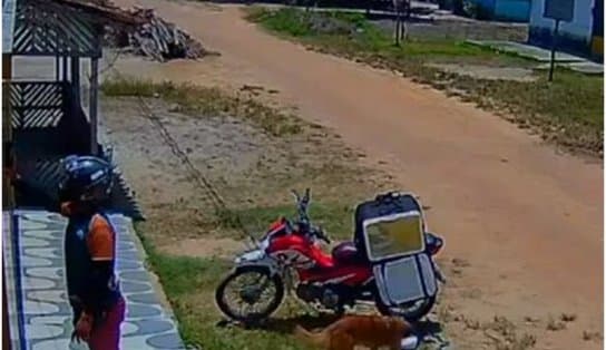 Imagem de "Na surdina": doguinho caramelo furta comida e deixa motoboy no prejuízo; veja vídeo