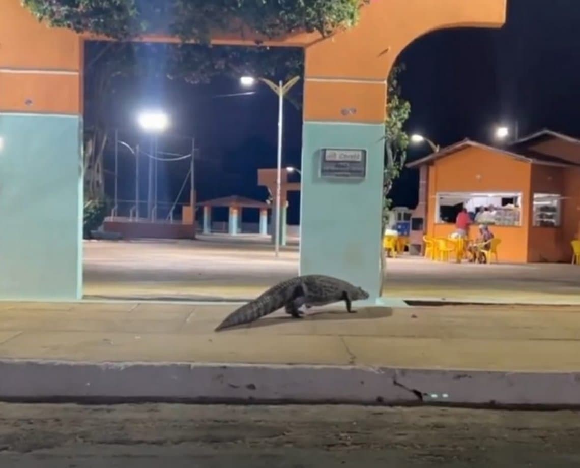 "A praça é nossa": Jacaré é visto andando livremente no centro da cidade do município de Caculé 