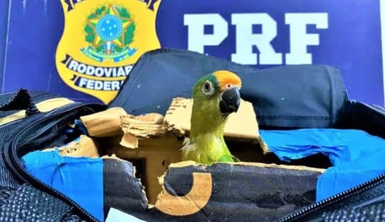 Imagem de Mulher é flagrada com arara-maracanã em bolsa de viagem; ave foi apreendida